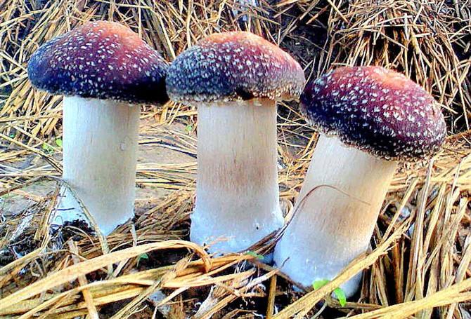 食藥用真菌開發(fā)保健食品符合國(guó)家大健康產(chǎn)業(yè)發(fā)展需求